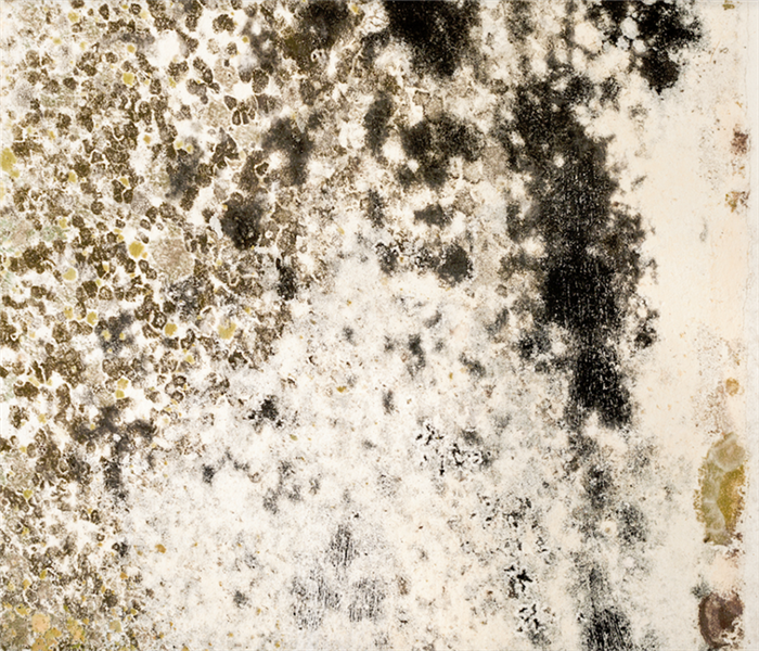 mold growth on the wall in a house