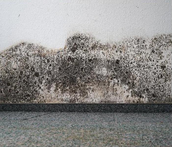 mold on the wall