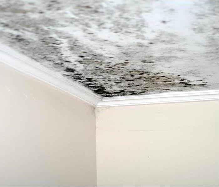 Mold damage on a white ceiling
