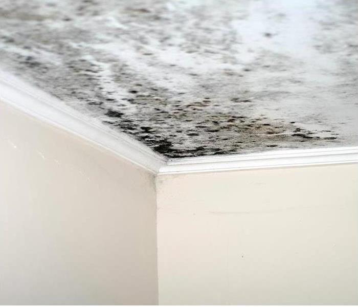 Mold damage on a white ceiling
